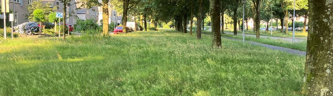 Berm met gras in bloei