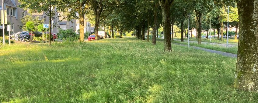Berm met gras in bloei