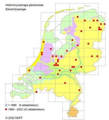 Verspreiding Eikentrilzwamgal in Nederland