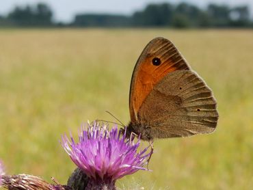 Graslandvlinders, zoals dit bruin zandoogje, hebben het in heel Europa zwaar