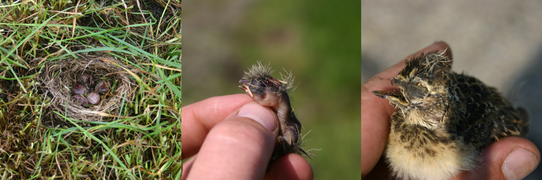 Bebroed nest, nestjong en uitgelopen jong als maaislachtoffer