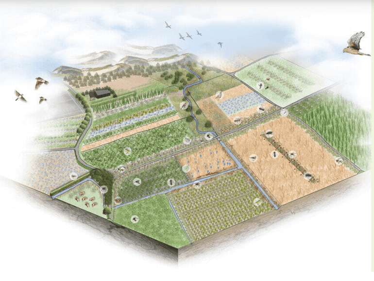 De Kansentabel natuurinclusieve akkerbouw biedt een integraal overzicht van in totaal 42 maatregelen die bijdragen aan de biodiversiteit in de akkerbouw