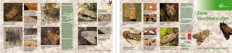 De herkenningskaart voorjaarsuilen die gratis is te downloaden op de site van De Vlinderstichting