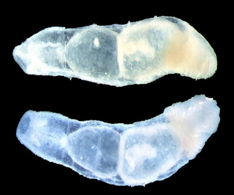 De Slakkenroofworm (Chaetogaster limnaei) in zij- (boven) en onderaanzicht (onder)