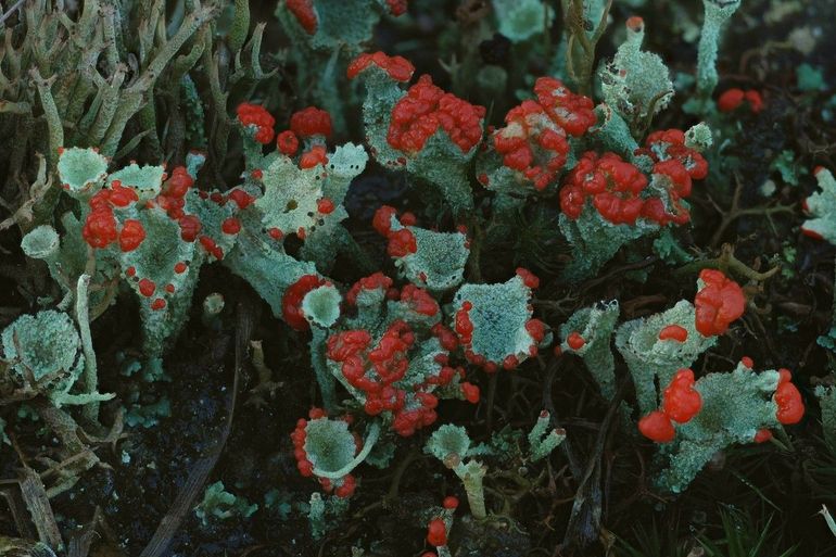 Een bijzondere soort in heidegebieden is het rood bekermos dat rode vruchtlichamen vormt aan de randen van de bekers