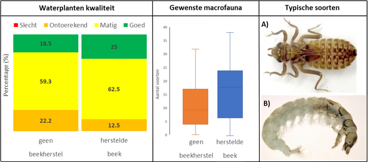 Verschillen tussen trajecten met en zonder uitgevoerde maatregelen in beken voor de waterplantenkwaliteit (linker paneel), het aantal gewenste soorten in beken (midden paneel) en twee typische soorten voor beken met Gomphus vulgatissimus (A) en Hydropsyche spp (B) (rechter paneel)