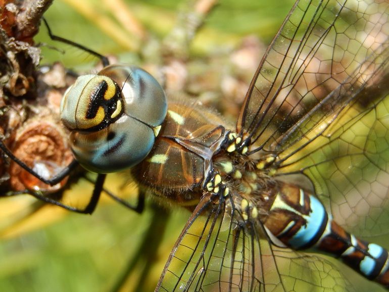 De paardenbijter jaagt op insecten, niet op paarden