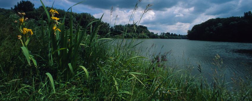 Danube floodplain