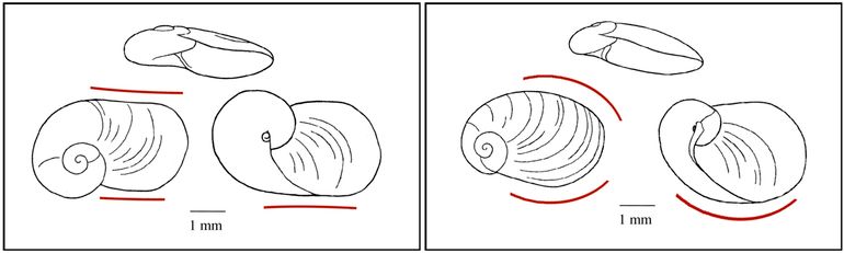 Vergelijking van de schelpjes van beide soorten; de 'mutsjes'. Links: bij het huisje van de Grote mutsnaaktslak (Daudebardia rufa) verlopen de onder- en bovenzijde bijna recht - zie rode lijnen); Rechts: huisje van de Kleine mutsnaaktslak (Daudebardia brevipes) met een veel sterker afgeronde boven- en onderrand. Voor verdere verschillen zie de onderstaande tabel.