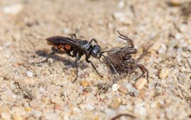 Bart Heijne, Saxifraga Anoplius viaticus, Gewone wegwesp, Roodzwarte borstelspinnendoder