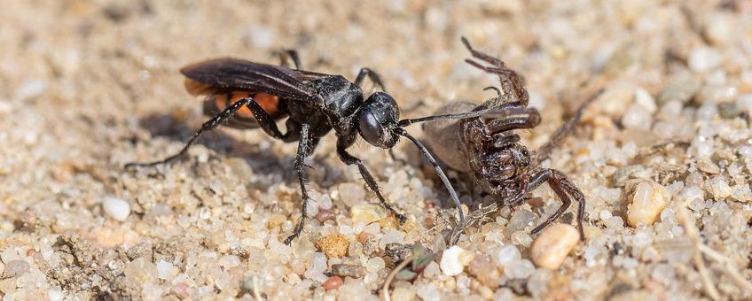 Anoplius viaticus, Gewone wegwesp, Roodzwarte borstelspinnendoder
