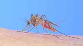 Culex pipiens, gewone huissteekmug, -  hansm.smid@wur.nl, even mailen voor gebruik
