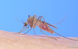 Culex pipiens, gewone huissteekmug, -  hansm.smid@wur.nl, even mailen voor gebruik