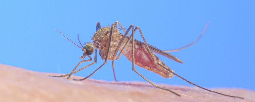 Culex pipiens, gewone huissteekmug, -  hansm.smid@wur.nl, even mailen voor gebruik