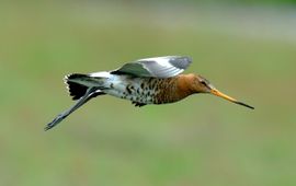 Limosa limosa. Grutto