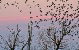 Starlings roosting for the night