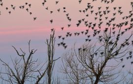 Blachswan Starlings roosting for the night