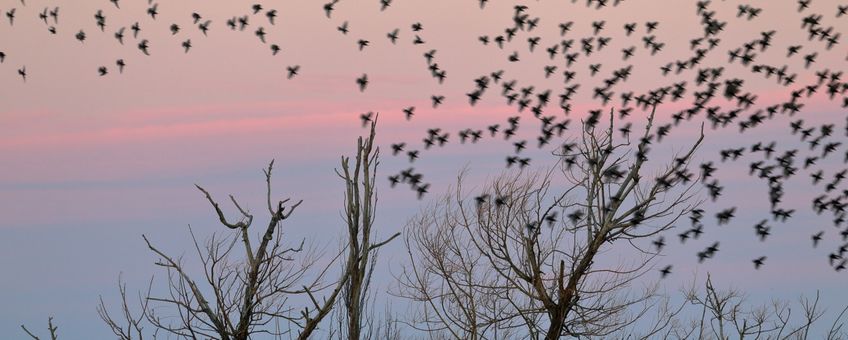 Starlings roosting for the night