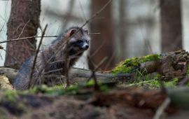 Wasbeerhond in Duitsland