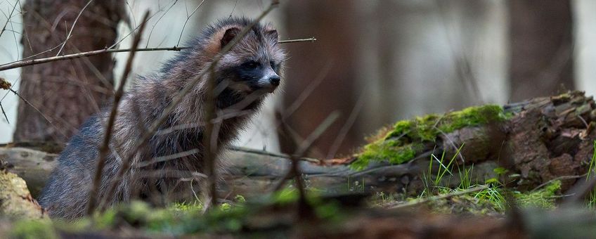 Wasbeerhond in Duitsland