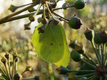 Citroenvlinder overwintert in klimop. Met zulke zonnige dagen kruipt de vlinder eruit