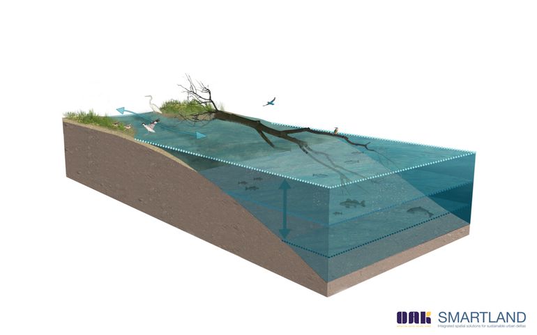 Voorbeeld van een zachte oever met rivierhout