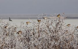 Puttertjes op een winterse vogelakker