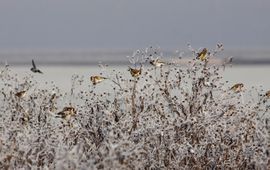 Jitty Hakkert - EENMALIG GEBRUIK WGK Puttertjes op een winterse vogelakker