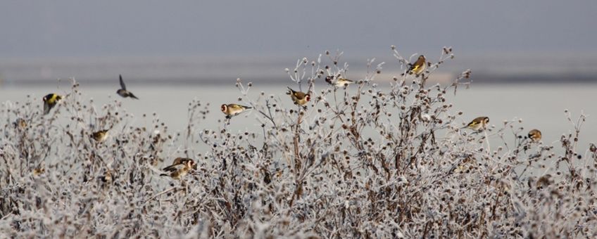 Puttertjes op een winterse vogelakker