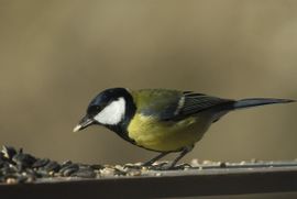 Parus major. Koolmees, man