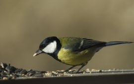 Parus major. Koolmees, man