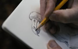 Naturalis De geïllustreerde dodo kent vele vormen en karikaturen.