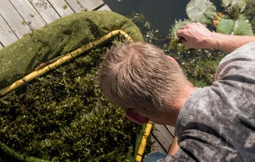 Goed zoeken tussen de waterplanten