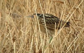 Roerdomp, Vogelbescherming Nederland