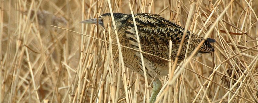 Roerdomp, Vogelbescherming Nederland