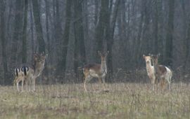 Herten wandelen door open land bij Beremytske Biosphere tijdens de oorlog in Oekraïne.