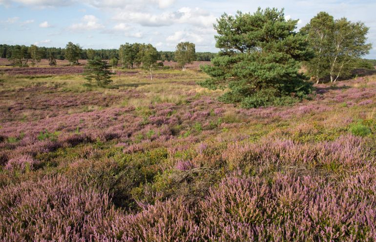 Overzicht van de heide op de Gortelse berg