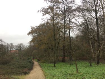 Els (Alnus subcordata) vol in bloei op 23 december 2017 in de botanische tuin Belmonte in Wageningen