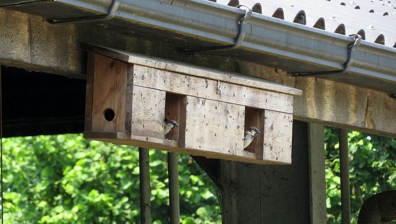 Nestkast voor huismussen