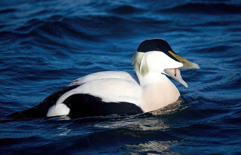 Eidermannetjes zijn prachtig en variabel getekend