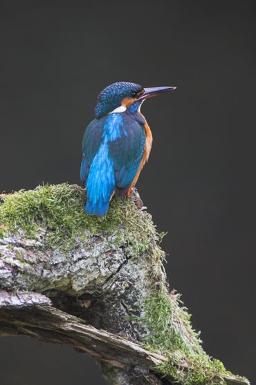 Er wordt regelmatig een ijsvogeltje gespot in de Dommelbimd