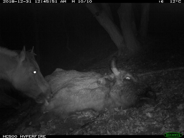 Konikpaard likt dode wisent.