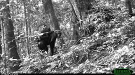 Primaat met jong. Een beeld uit de cameravallen van het Tropical Ecology Assessment and Monitoring (TEAM) Netwerk
