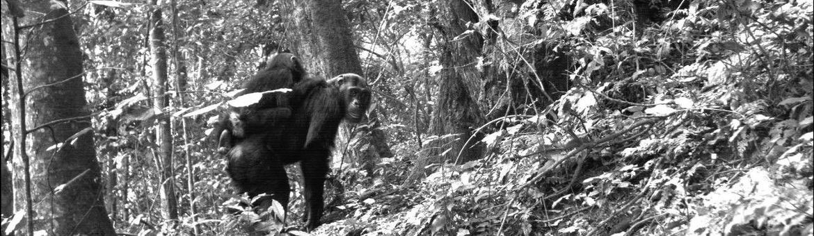 Primaat met jong. Een beeld uit de cameravallen van het Tropical Ecology Assessment and Monitoring (TEAM) Netwerk
