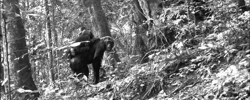 NatureToday |  More than 2 million photographs provide important information on the behavior of tropical mammals