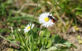 Grote bloedbij op madeliefje