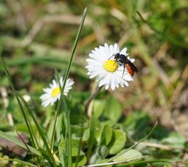 Grote bloedbij op madeliefje
