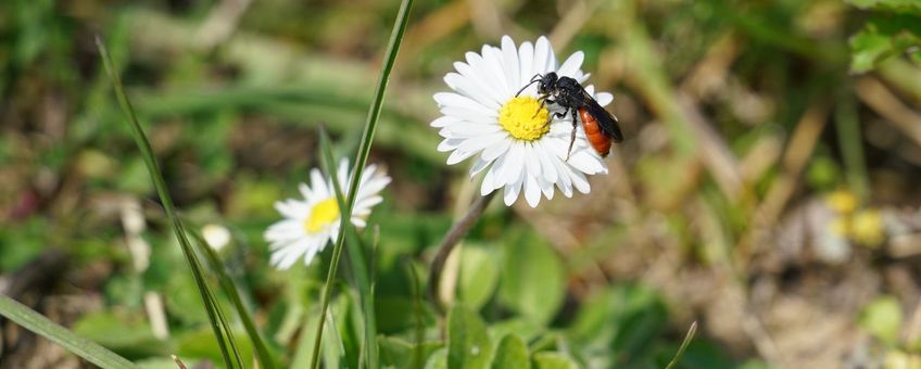 Grote bloedbij op madeliefje