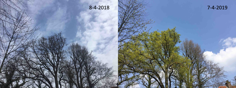 Verschil in ontwikkeling van een zomereik in Enschede tussen 8 april 2018 en 7 april 2019