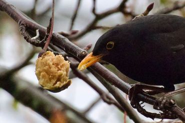 Merel eet vrucht van Vaantjesboom in Leidse Hortus